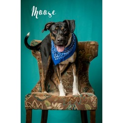 Thumbnail photo of Moose #1