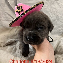 Thumbnail photo of Charlotte #2