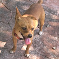 adopt a pet
