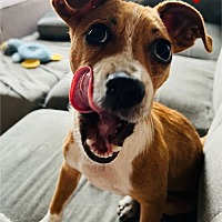 adopt a pet