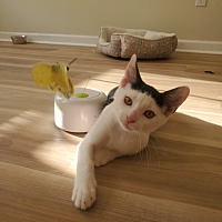 adopt a pet
