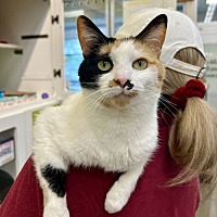 adopt a pet
