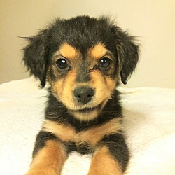 Thumbnail photo of Rizzo - Bryanna Pup #1