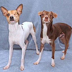 Thumbnail photo of Baxter & Hershey (Bonded Pair) #1