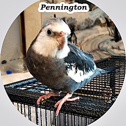 Thumbnail photo of Pennington #1