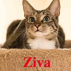 Thumbnail photo of Ziva #4