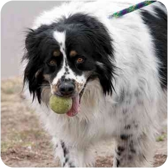 Denver Co Bernese Mountain Dog Meet Max A Pet For Adoption