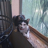 Photo of Molly Mama Cat