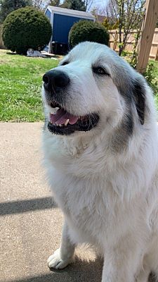 Olathe, KS - Great Pyrenees. Meet Frankie a Pet for Adoption ...