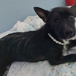 Boca Raton, FL - Terrier (Unknown Type, Medium). Meet Lola a Pet for ...