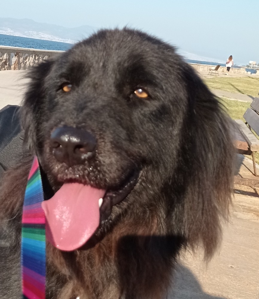 Adopt DASH (kt) a Black FlatCoated Retriever dog in Langley, BC