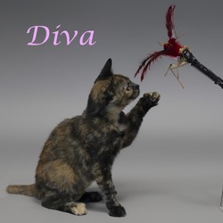 Thumbnail photo of Diva C24-246 #2