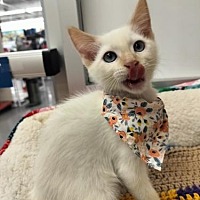 adopt a pet