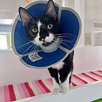 adopt a pet