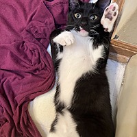 adopt-pet