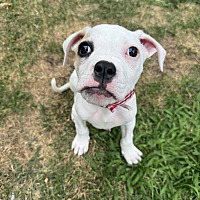 adopt a pet