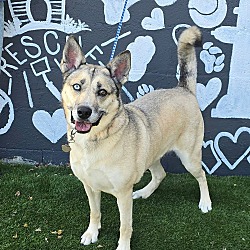 Sky *foster needed*