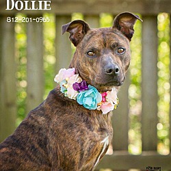 Thumbnail photo of Dollie #1