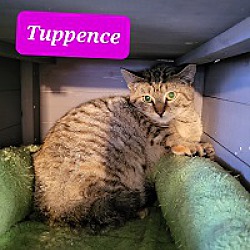 Photo of Tuppence