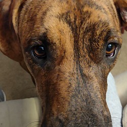Photo of Bruno 