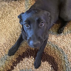 Photo of Ziva