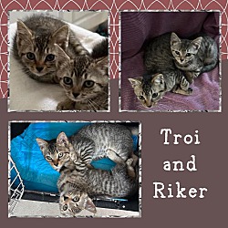 Thumbnail photo of Troi (f) and Riker (m) #1