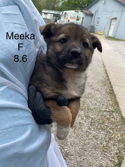 Photo of Meeka