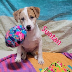 Thumbnail photo of Suntan #2