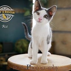 Thumbnail photo of Ace #2