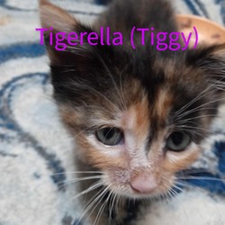 Thumbnail photo of Tigerella #3