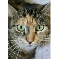 Thumbnail photo of Maddie - Available in Foster #1