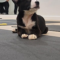 adopt a pet
