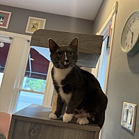adopt a pet