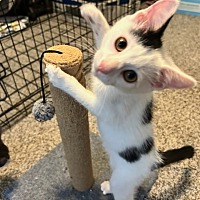 adopt a pet