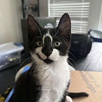 adopt a pet