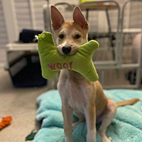 adopt a pet