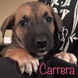 Thumbnail photo of Carrera #1