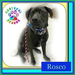 Thumbnail photo of Rosco #1