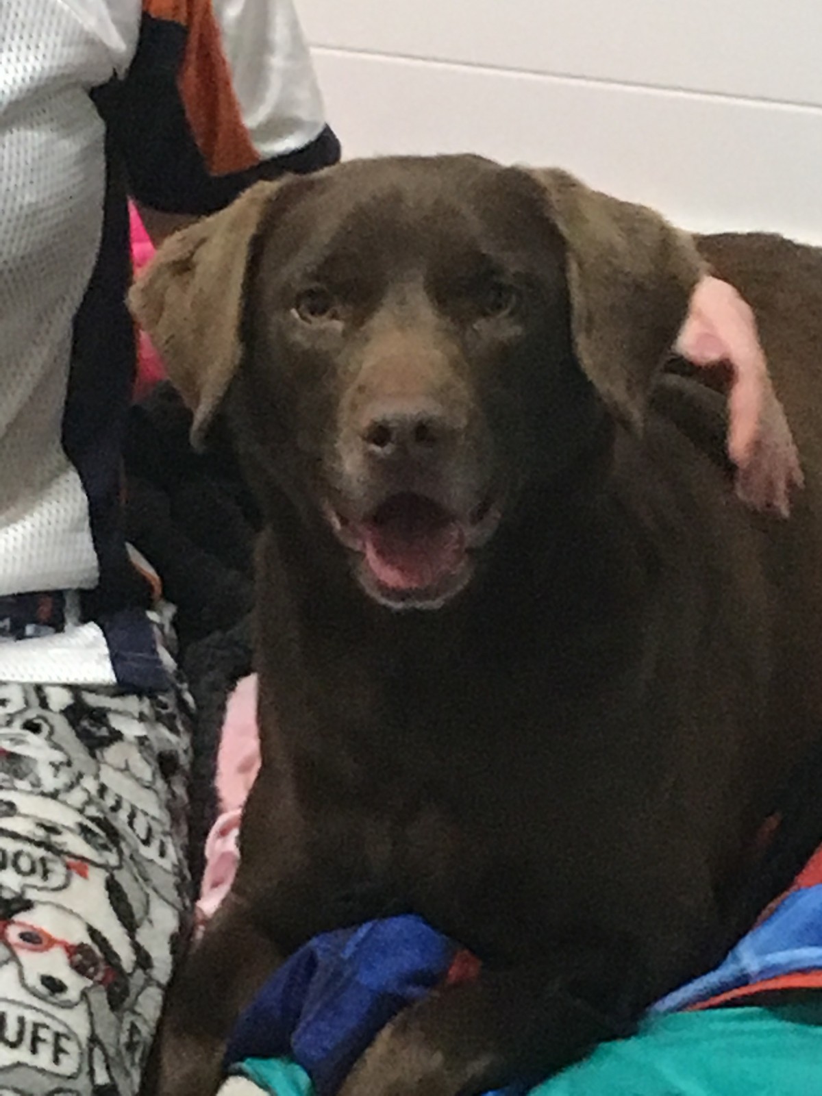 Adopt Nola a Brown/Chocolate Labrador Retriever / Beagle
