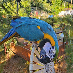 Thumbnail photo of Sandy 26 YO Blue N Gold Macaw #4
