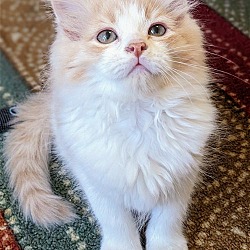 Photo of CELESTE Boy kitten