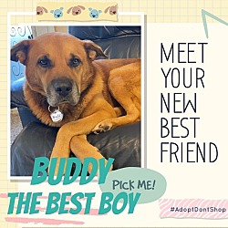Photo of Buddy the best boy