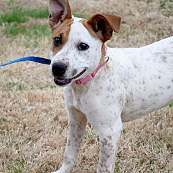 Huntsville, Al - Australian Cattle Dog. Meet Bows A Pet For Adoption 