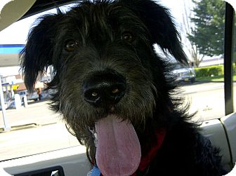 Salem Or Irish Wolfhound Meet Zeke A Pet For Adoption