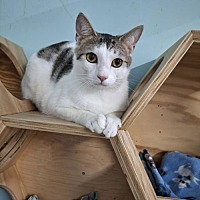 adopt a pet
