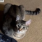 Adopt A Pet :: Candy - Locust Grove, GA