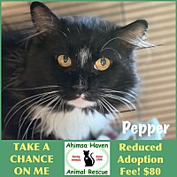 adopt a pet