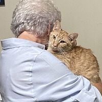 adopt a pet