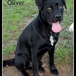 Thumbnail photo of OLIVER #2