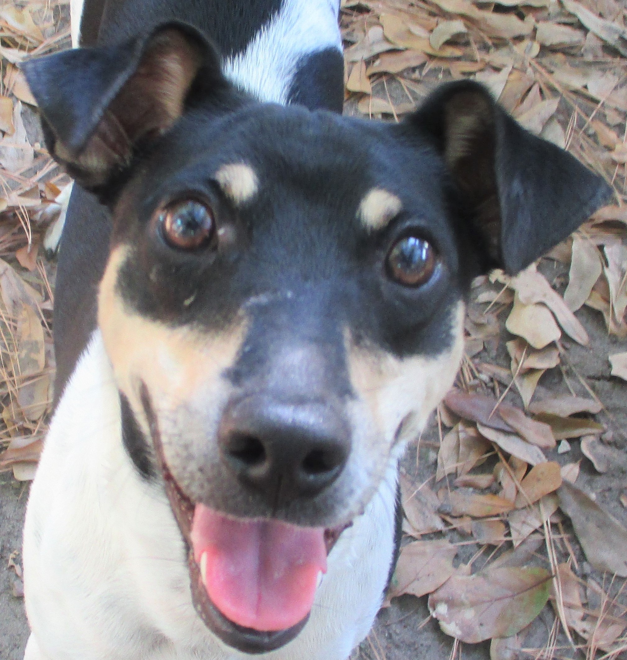 black and white rat terrier stuffed animal